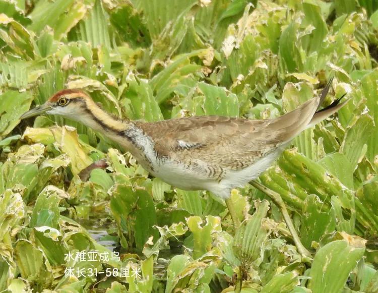 洪湖荷花仙子,洪湖公园蜻蜓