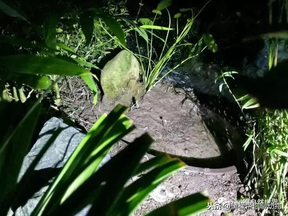 丛林造景黄缘龟池设计图大全,龟宝宝黄缘龟生态缸造景教程