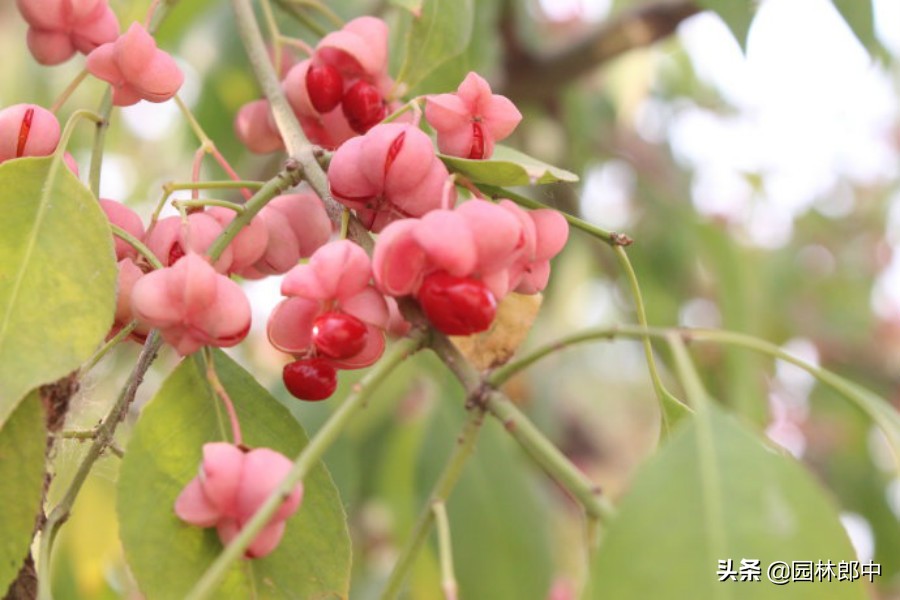 丝棉木树皮开裂原因,桦木容易开裂吗为什么