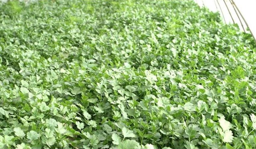 春季种植什么蔬菜好卖,反季节种什么蔬菜价格高