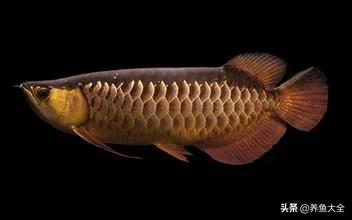 龙鱼记忆力有多强,龙鱼的生命力如何呢