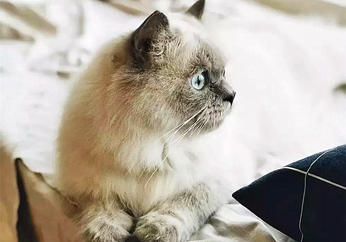 猫咪肥厚性心脏病多久可以恢复,猫咪心脏病一天不吃药有没有关系