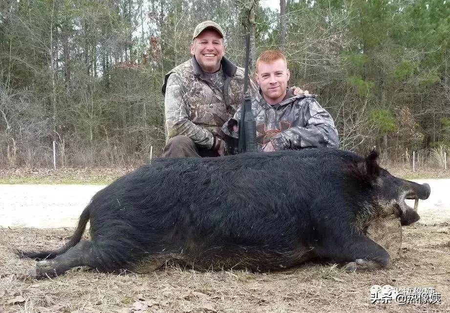 打猎高手被打脸：误把家猪当成野猪打！夏季热像仪狩猎指南