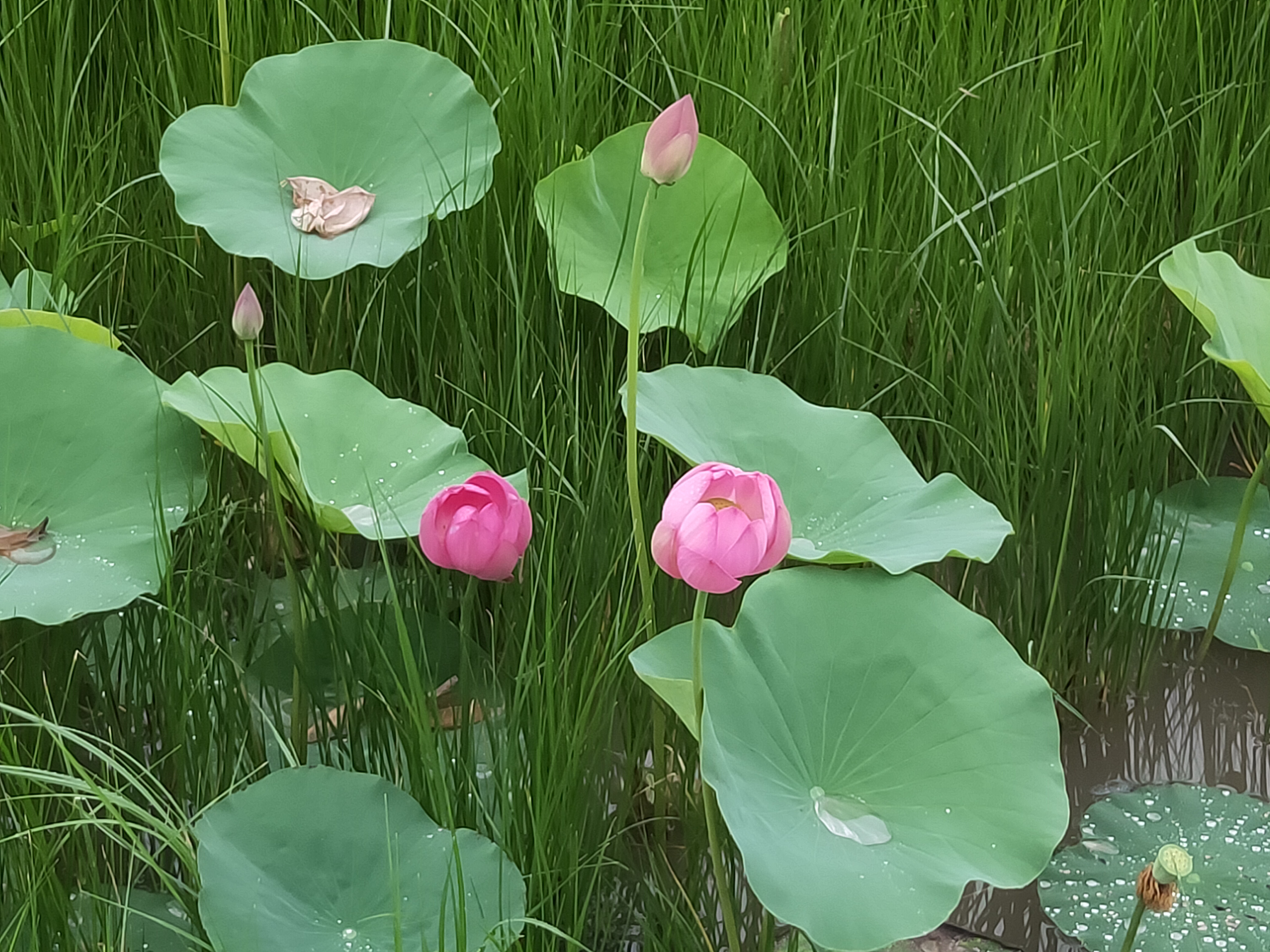 甘肃省2020年正高级教师评审条件,2021甘肃正高级教师通过名单