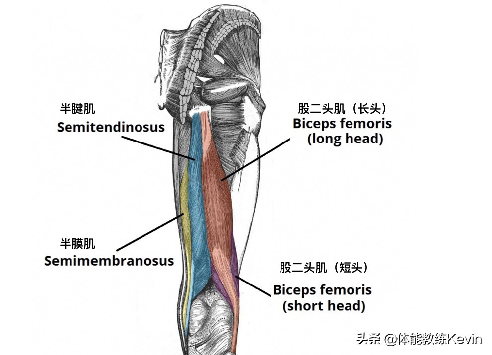 腘绳肌拉伤恢复训练方法,预防腘绳肌拉伤的方法