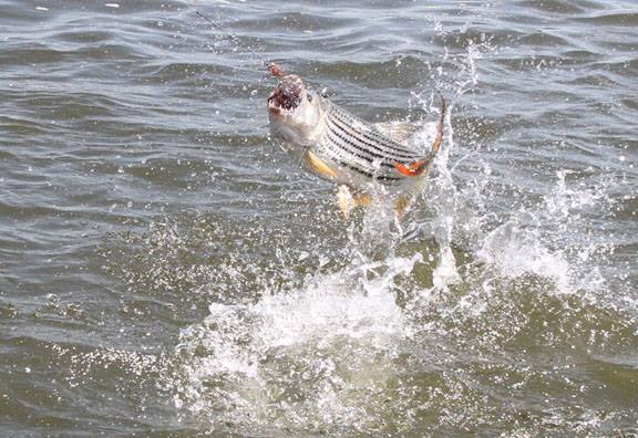 盘点钓鱼中钓出很奇葩鱼,盘点钓鱼钓出稀奇古怪的东西