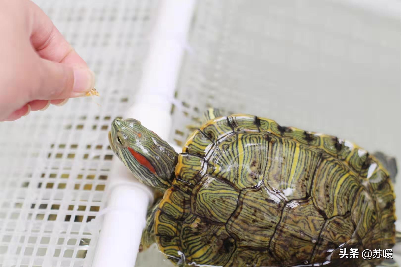 红耳巴西龟怎么养最简单的,养巴西龟的正确方法图解