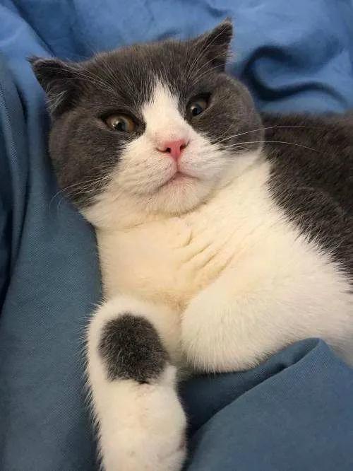 盘点二次元猫咪 (可爱二次元猫咪大全)