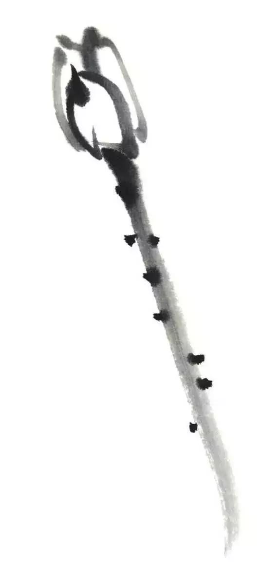 白描荷花的画法图片,如何画荷花白描大片