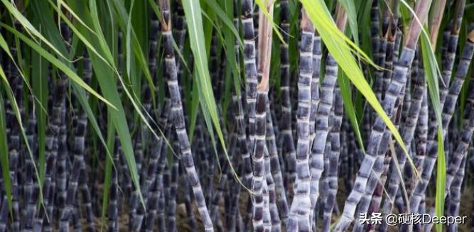 战时糖为什么是硬通货,为什么糖是战时硬通货