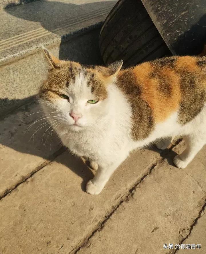 漂亮的三花猫欣赏,最迷人的三花猫