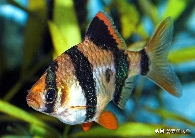 好养的能和乌龟一起养的观赏鱼,观赏鱼大鱼好养还是小鱼好养