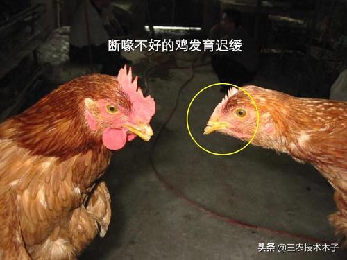 养鸡为什么要剪嘴,养鸡最忌讳的三种鸡是什么