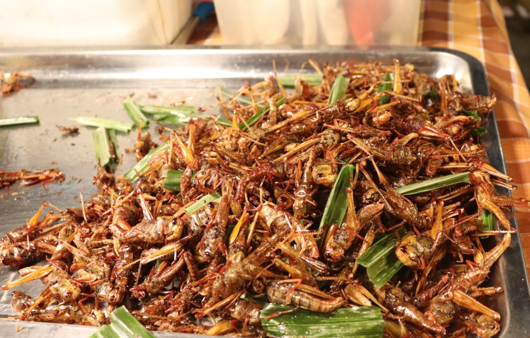 这次的蝗虫灾害为什么这么大,此次的蝗灾有多严重