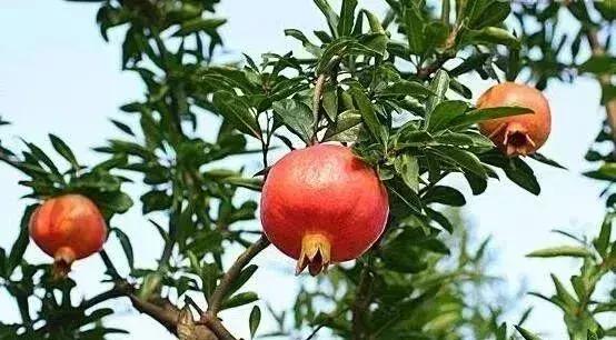 绿化苗木树种名称,绿化苗木大全名称及图片