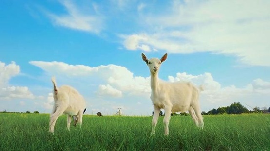 羊奶粉十大排名奶粉评测,羊奶粉最全评测