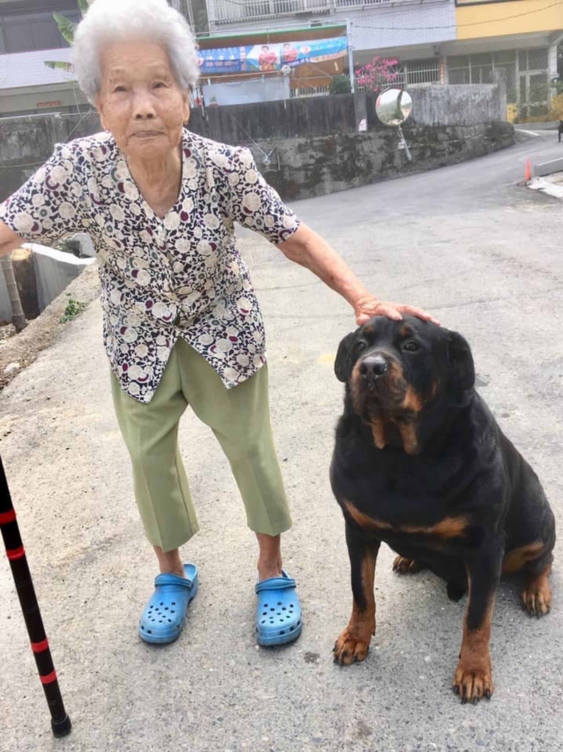 罗威纳成为奶奶的拐杖,120斤罗威纳犬视频