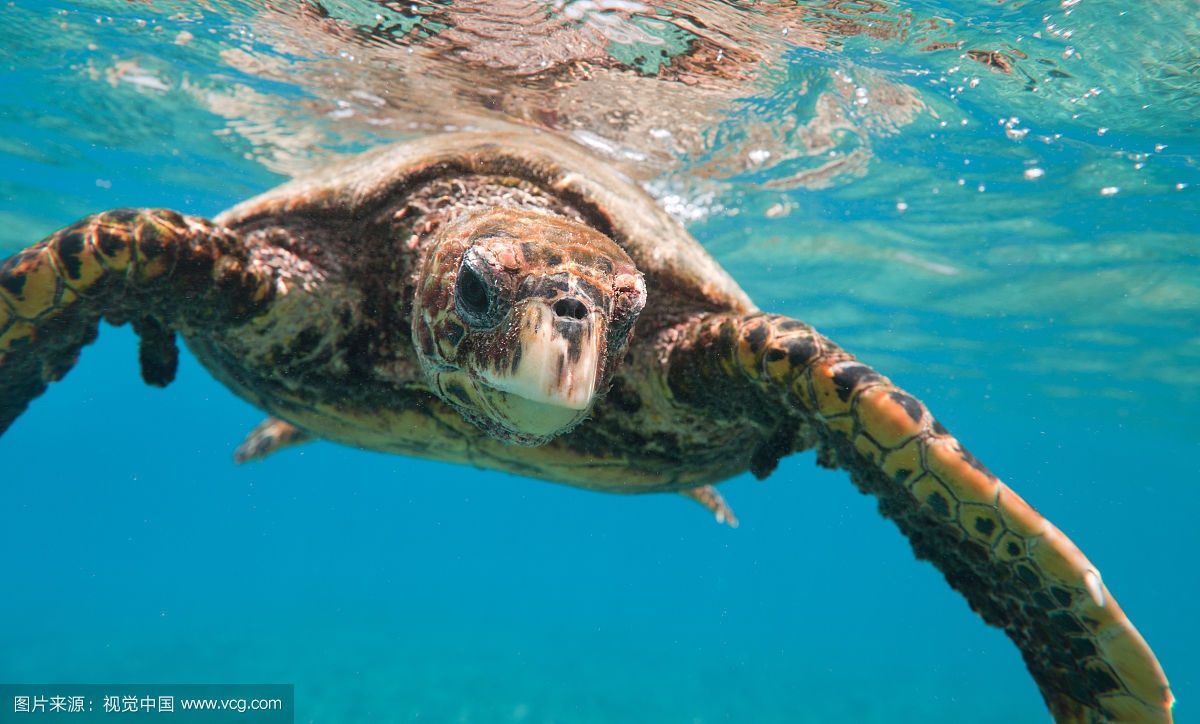 它“避得了邪”，却护不住自己