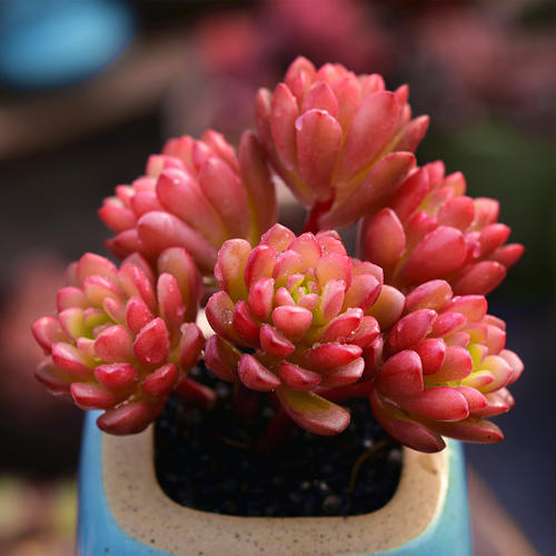 100种常见多肉植物图鉴收藏,1000种多肉植物图鉴及名字