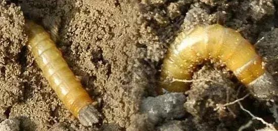 怎么预防地下害虫,地下害虫的防治方法是什么