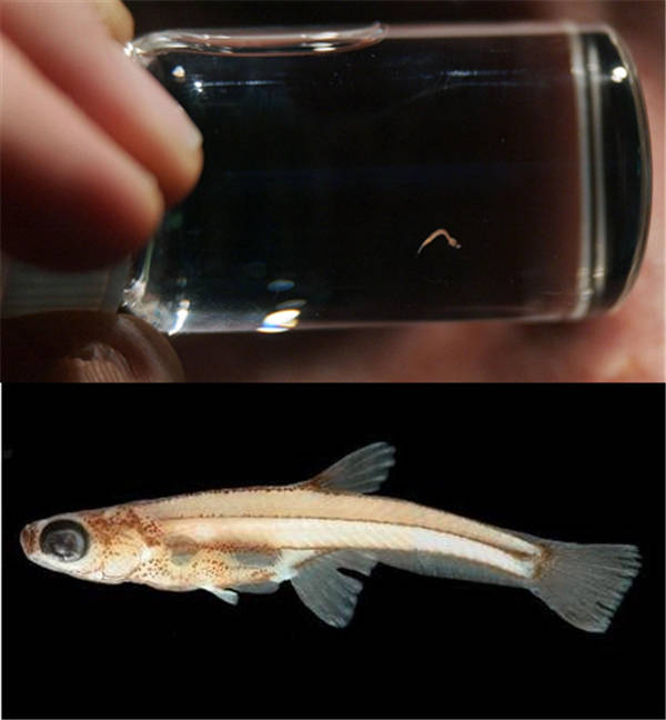 世界上最小的鱼类有多少厘米,世界上最小的鱼的幼崽