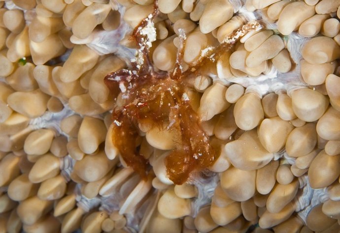 海底你不知道的东西,海底世界东海龙宫