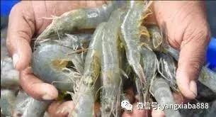 为什么虾病治不好,正确的处理虾的办法