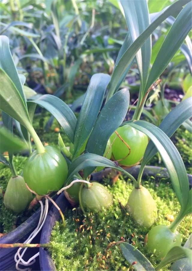 很少人知晓的“石豆花”,做成盆景后,确实会令你眼前一亮,创意