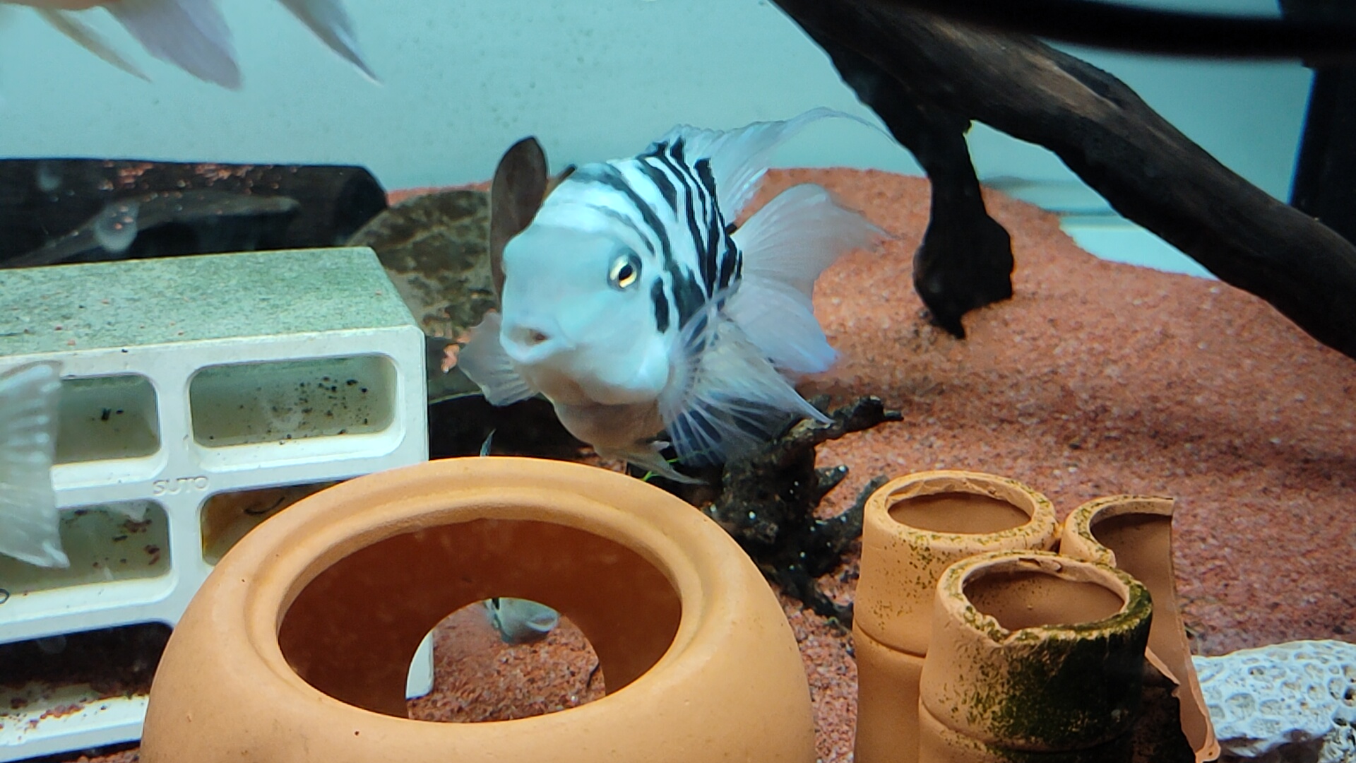 宝石蓝迷你鹦鹉鱼怎么分公母,迷你白金鹦鹉鱼多大可以分公母