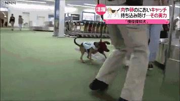 出境游千万别带这些小心被遣返,出国旅行带多少行李不会被遣返