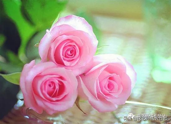 12种浪漫粉色系玫瑰图鉴,10款紫色玫瑰品种介绍