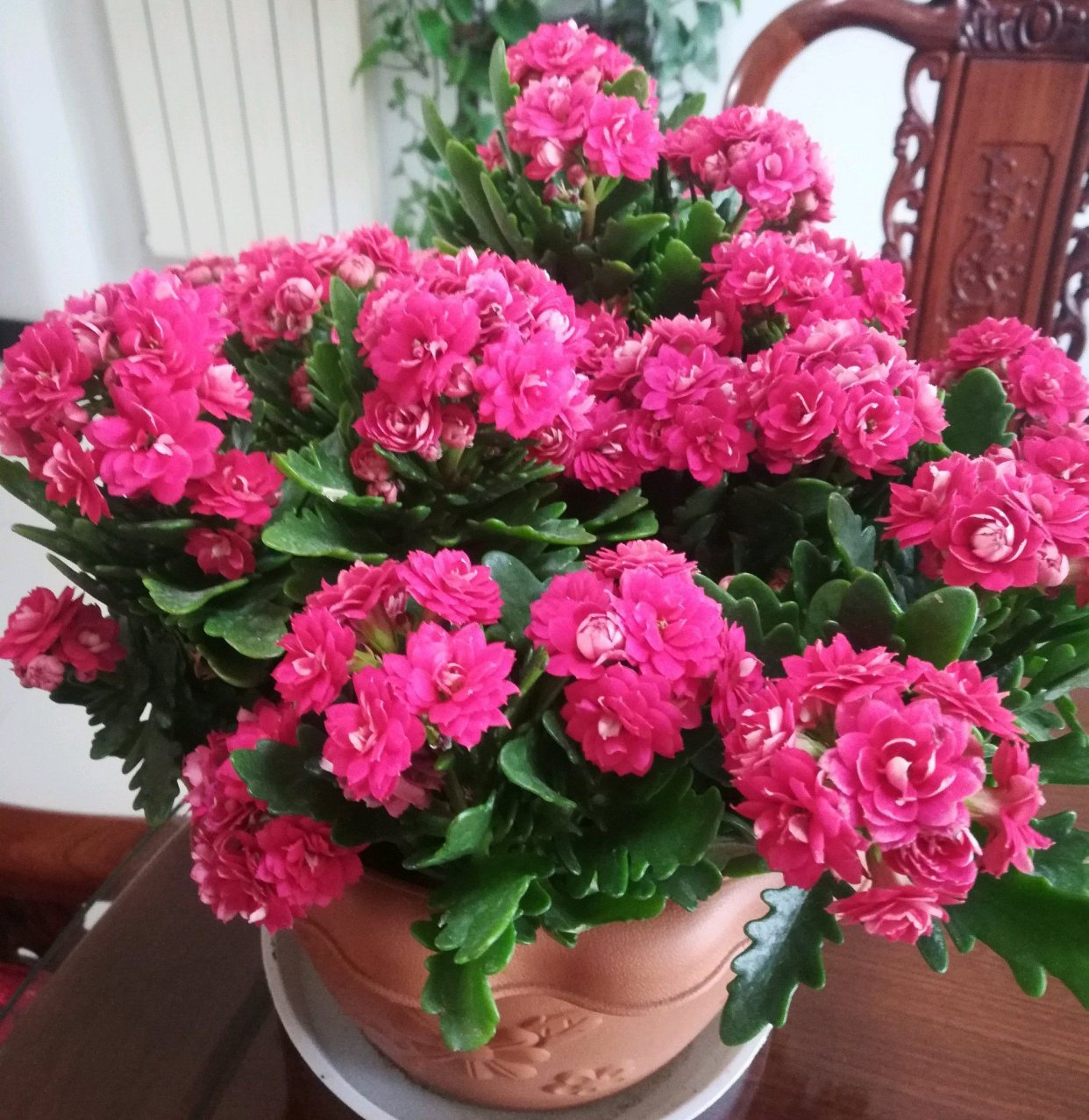 长寿花落蕾处理方法视频,长寿花打花苞