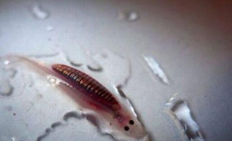 巴西惊现“吸血鬼鱼”！攻击人的隐私部位，将寄主吸食干净才离开