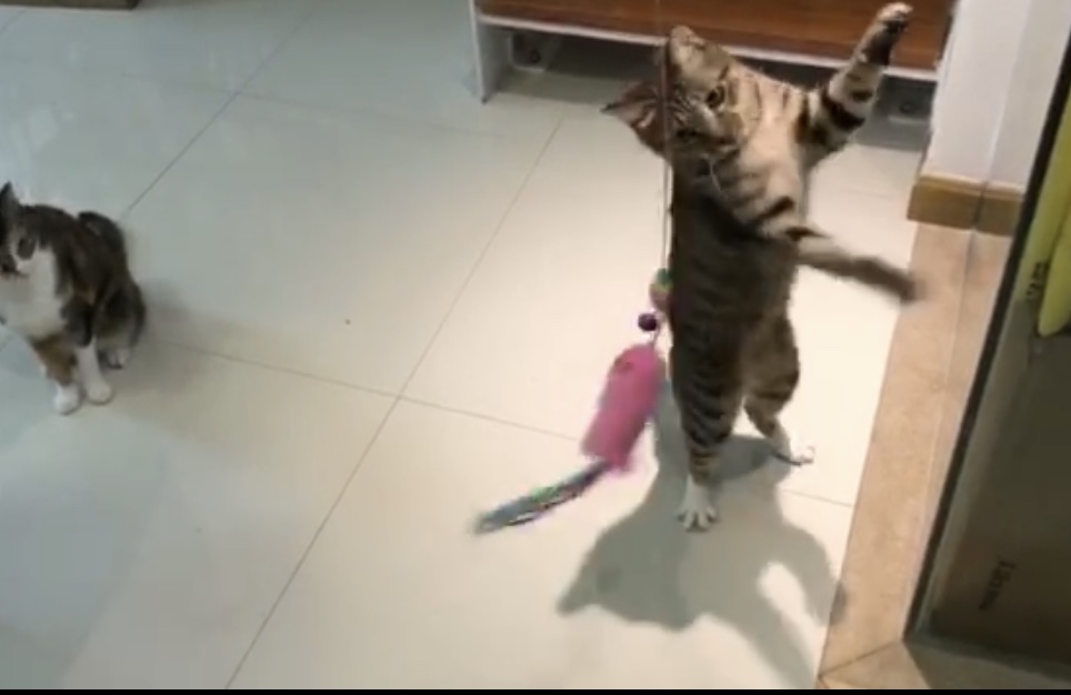 猫咪水的作用与功效,怎么才能让猫咪多喝水