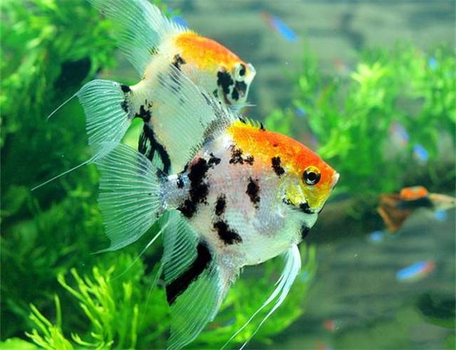 怎么在同城买鱼,刚买的燕鱼需注意什么