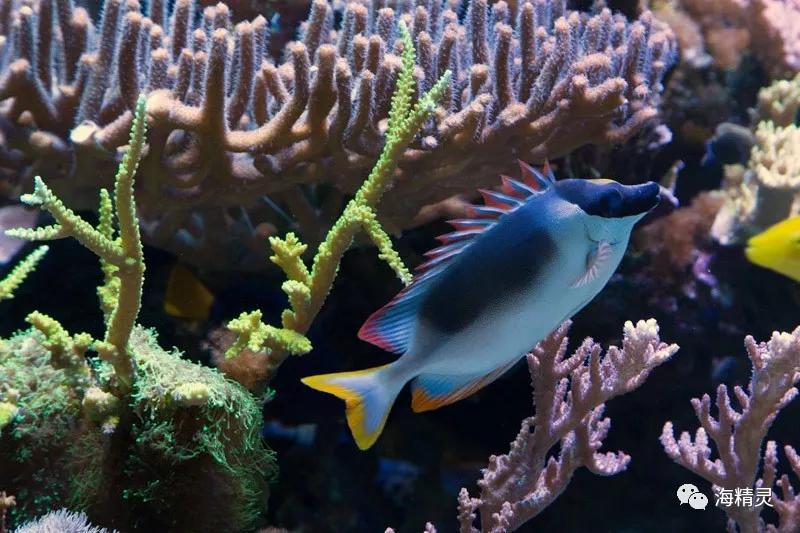 为什么容易爆藻,为什么有的人对鱼那么痴迷