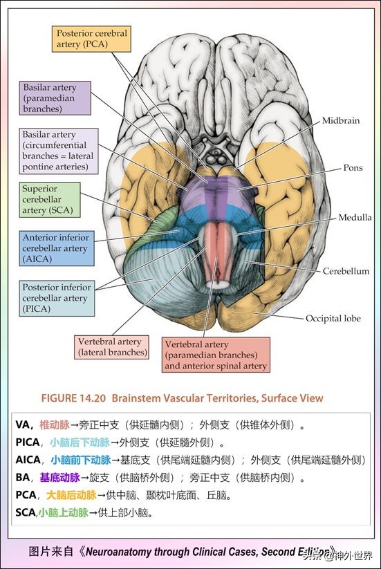 中脑和脑干的解剖,解剖神经系统脑干