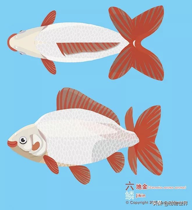 大金鱼品种及图片大全,体型较小的金鱼品种及图片