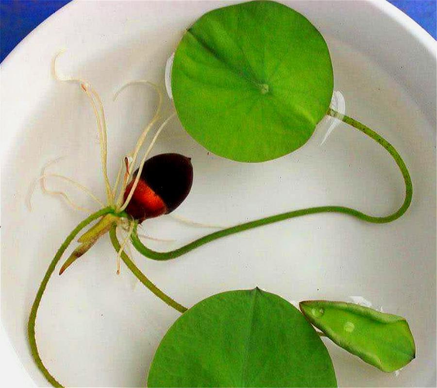 碗莲种植方法及生根方法,碗莲种植方法开花全过程