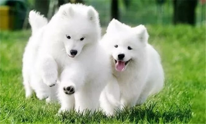 狗狗毛发打结严重剃毛教程,狗狗毛发打结用什么洗