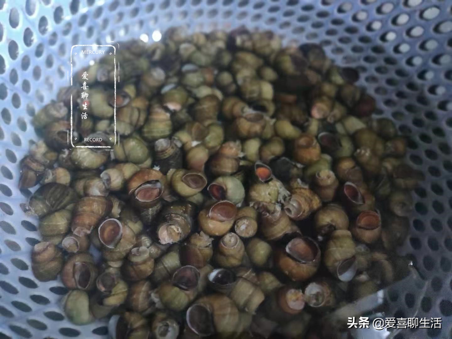 长螺蛳怎么炒又入味又好吸,螺蛳怎么炒又入味又好吸川味