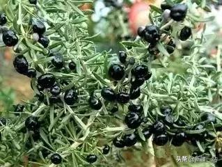 荒漠中有哪些能吃的植物,南疆常见的野生植物