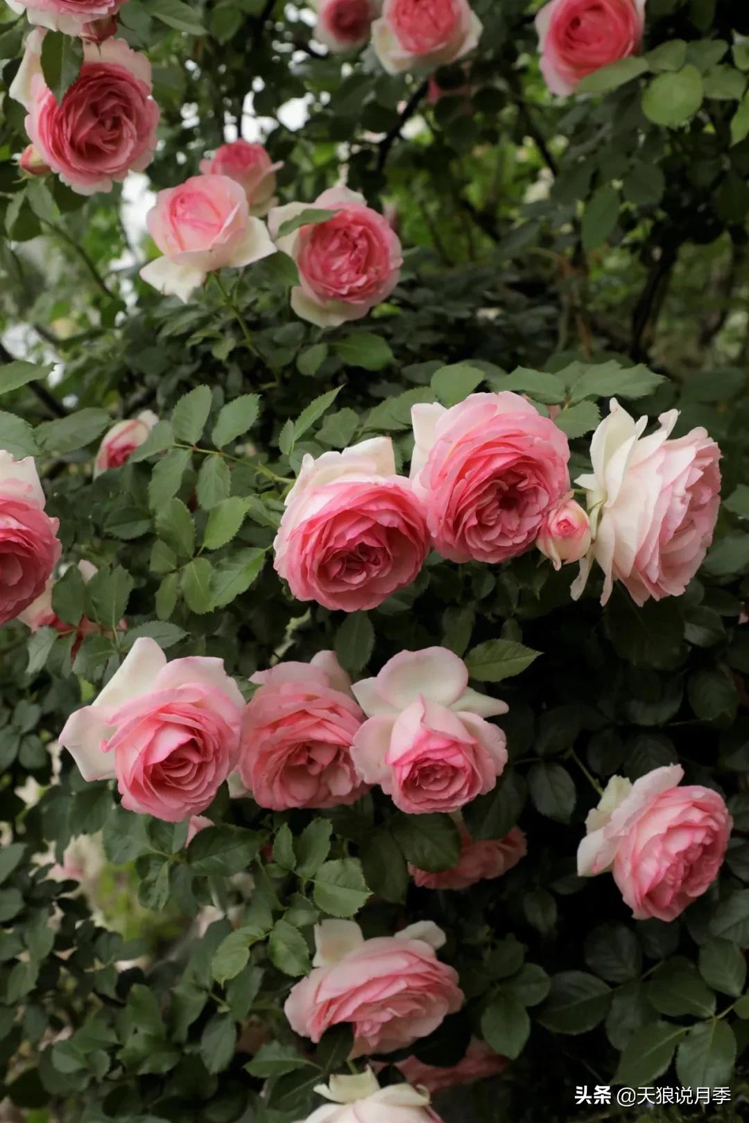 又一个十年,国产自育品种