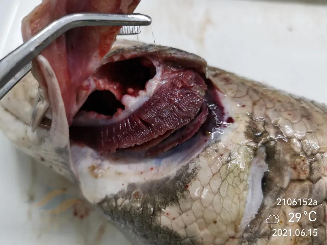 鱼得了肠炎还能活多久,生鱼烂身治疗