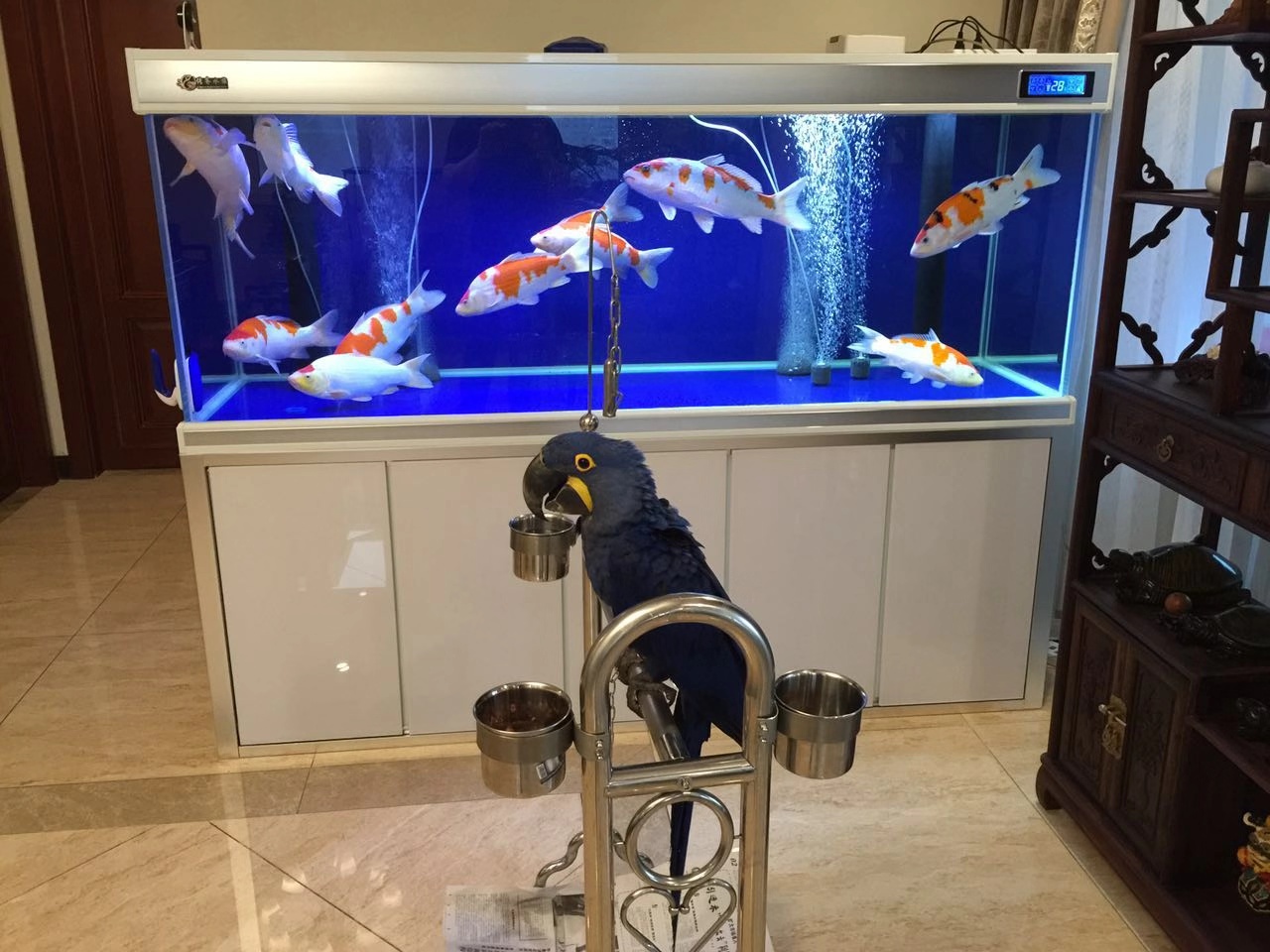 渔友张哥小视频,新鱼缸养锦鲤鱼正确的方法和技巧