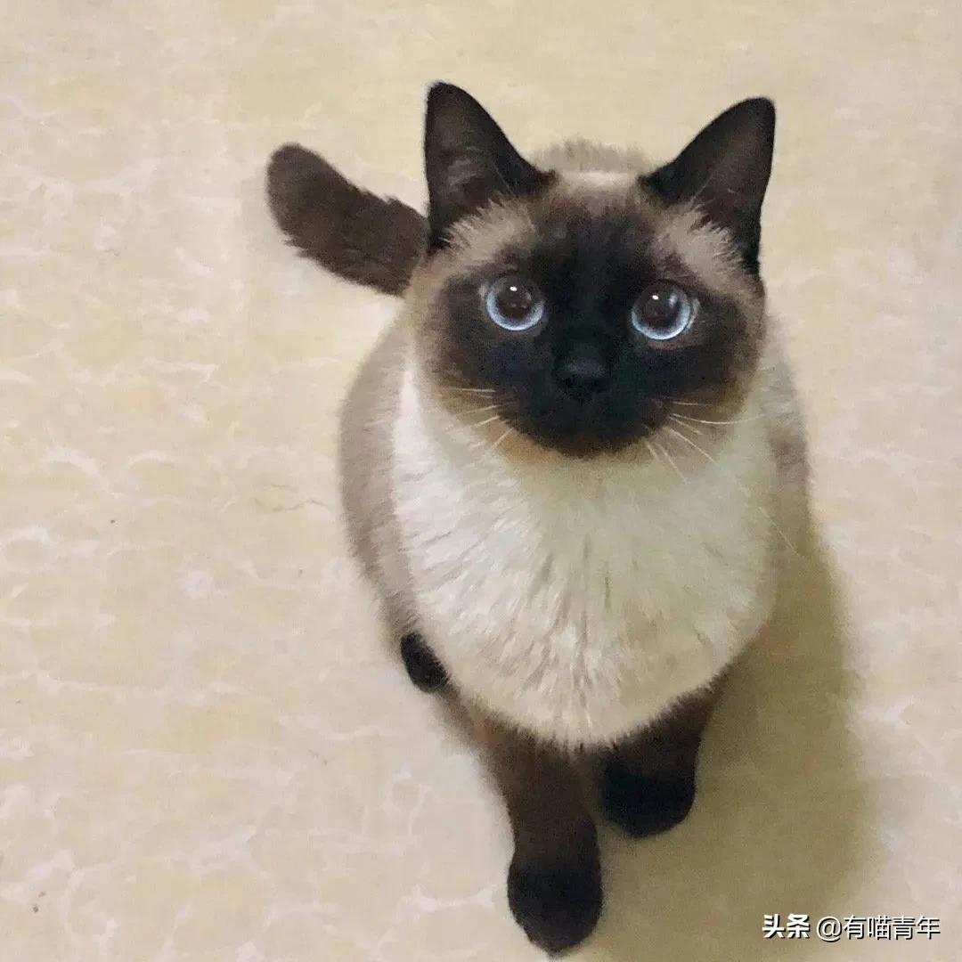 橘猫为什么是魔鬼,橘猫的恐怖之处