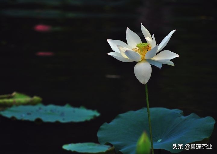 古今贤文劝学篇朗读,古今贤文增广贤文全文解读