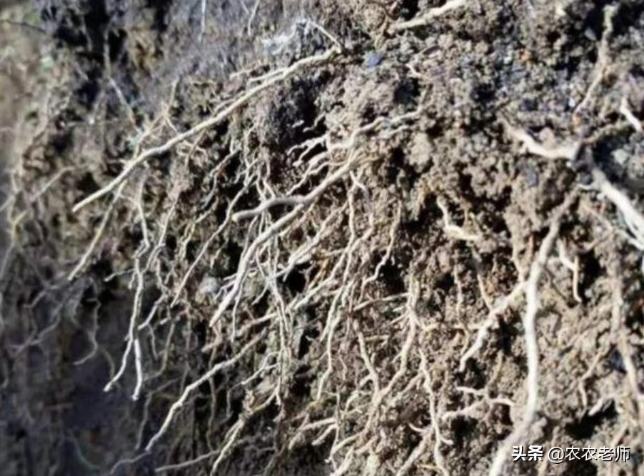 果园施肥技术真的有用吗,果园种它彻底解决除草难题