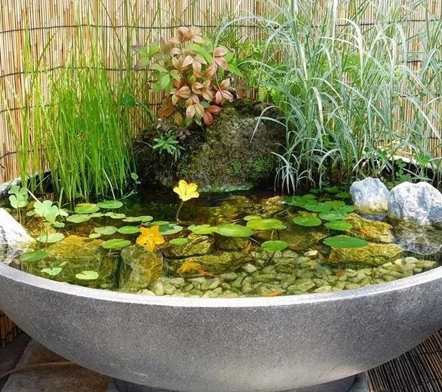 废桶旧盆里添水种花，10分钟成水景，细水长流富贵一生