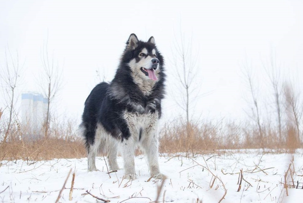 宠物狗品种大全热门宠物排行,常见的小型宠物狗品种及图片大全